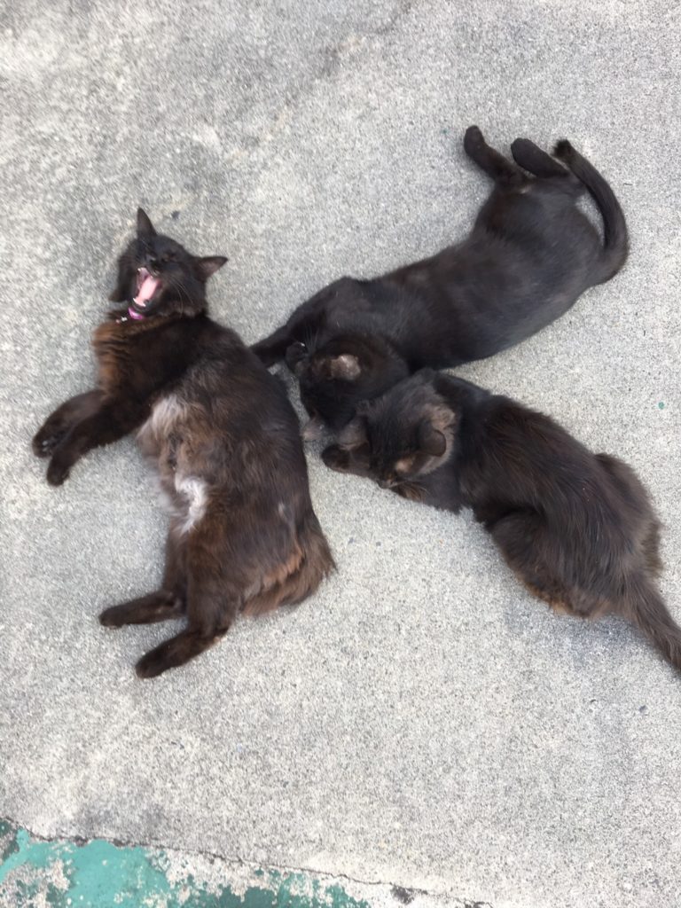 黒猫たち