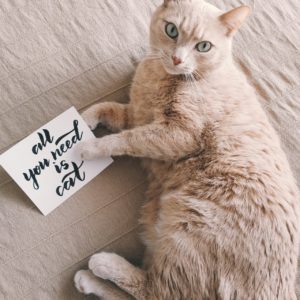 カードを持った猫の画像