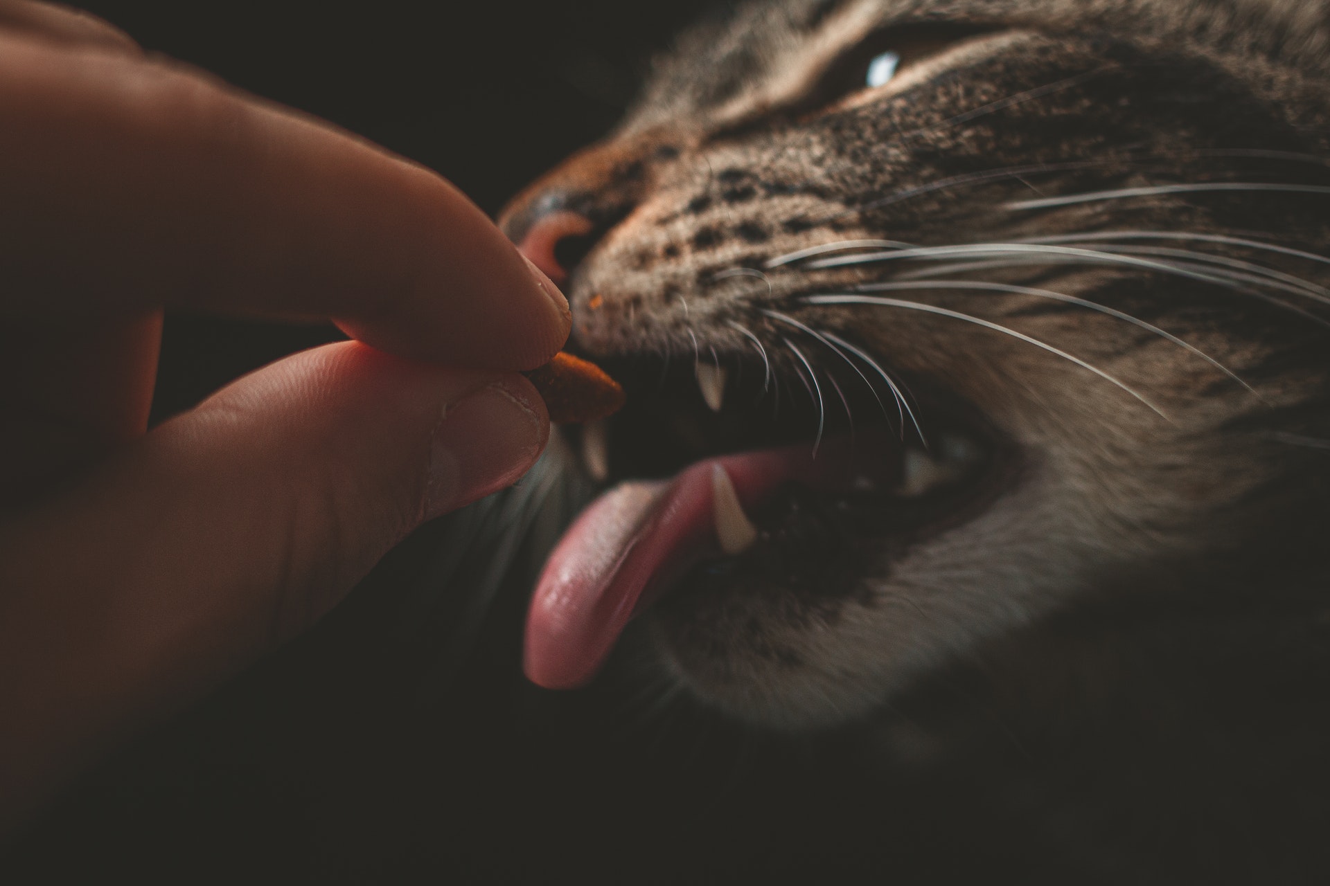 餌を食べる猫の画像