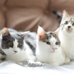 ねころば｜ねころび