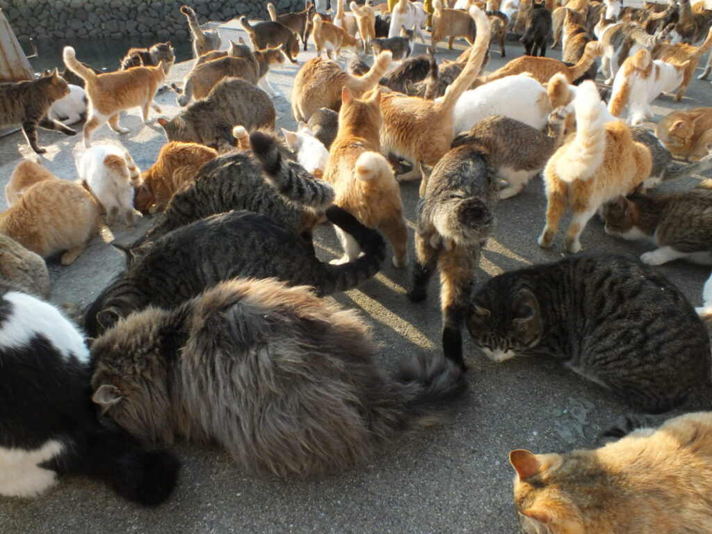 猫画像｜ねころび