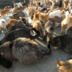 猫画像｜ねころび