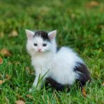 猫画像｜ねころび