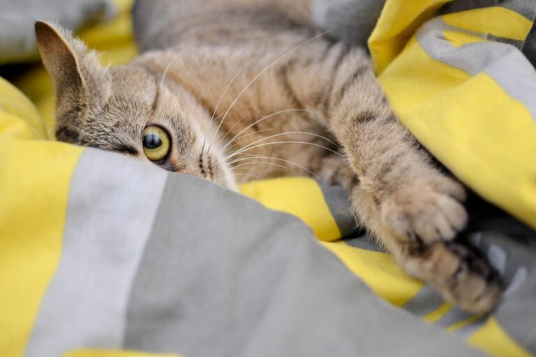 猫画像｜ねころび
