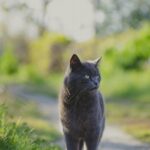 猫画像｜ねころび