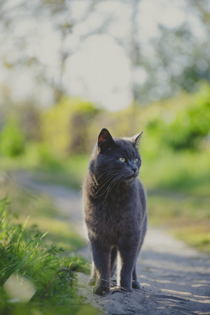 猫画像｜ねころび