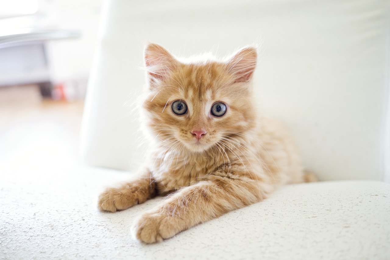 猫画像|ねころび