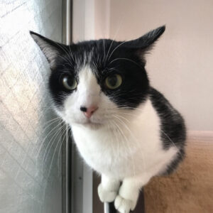 からあげ|ねころび
