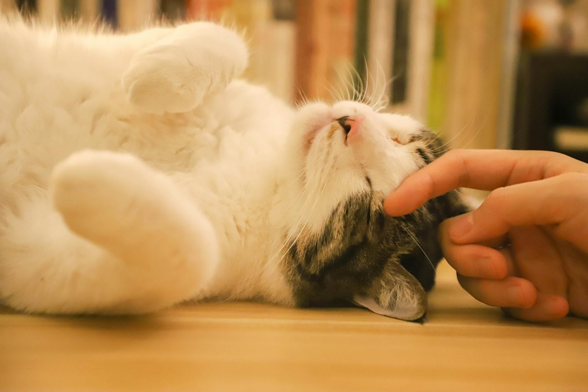 猫画像｜ねころび