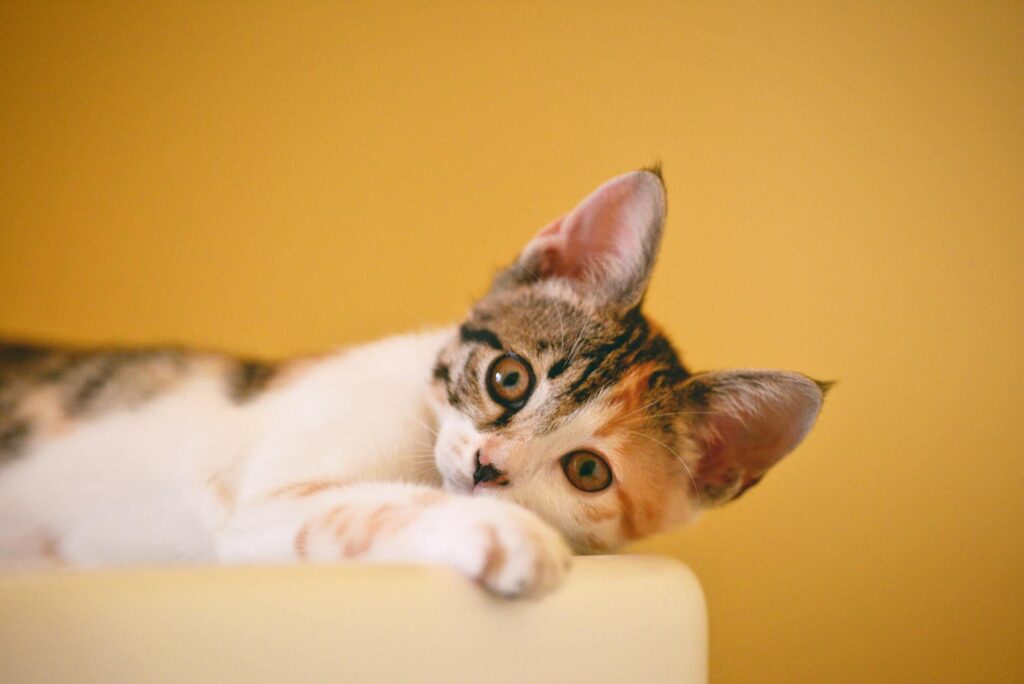 猫画像｜ねころびyellow background.
