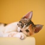 猫画像｜ねころびyellow background.