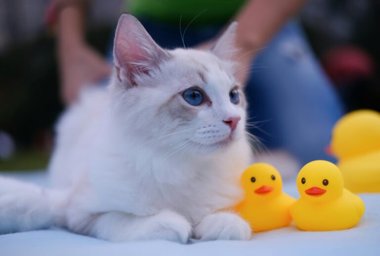 猫画像｜ねころび