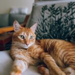 猫画像｜ねころびrelaxation.