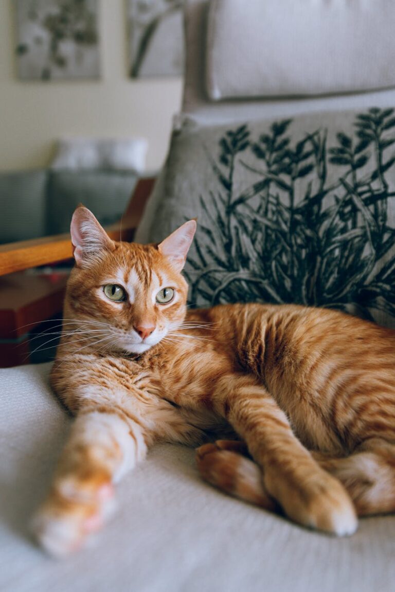 猫画像|ねころびrelaxation.
