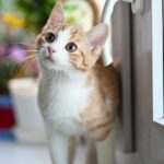 猫画像｜ねころび