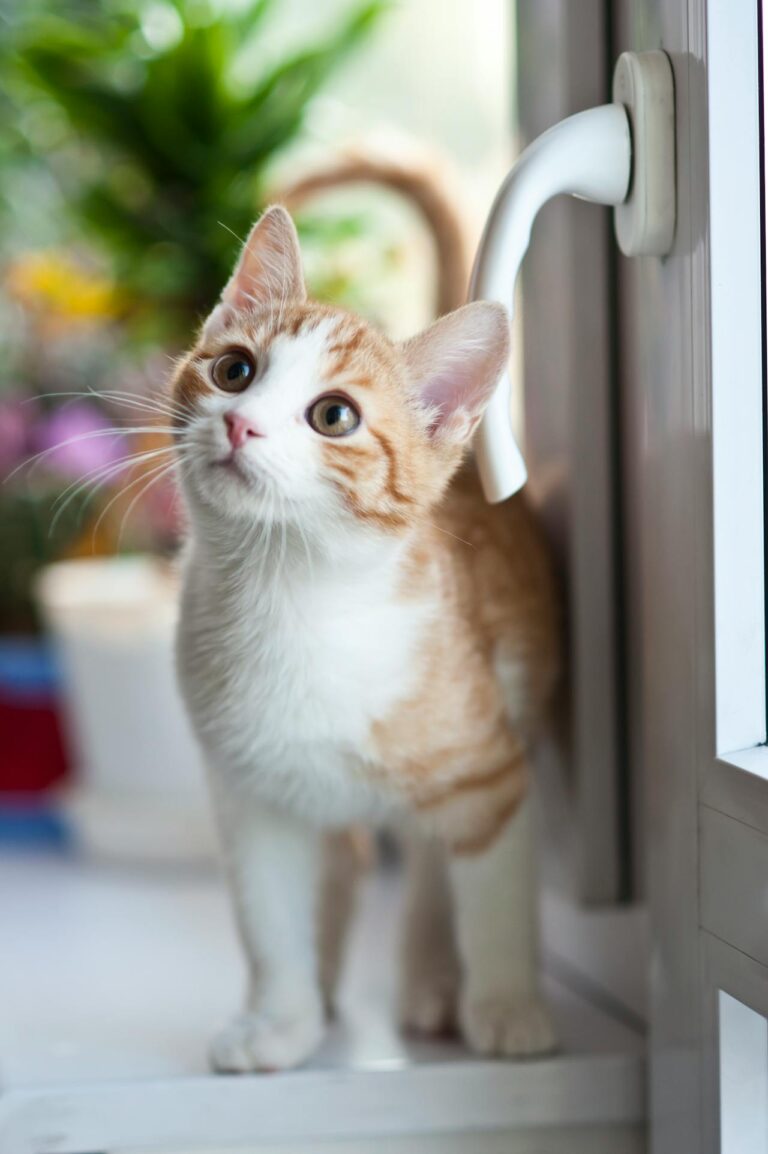 猫画像｜ねころび