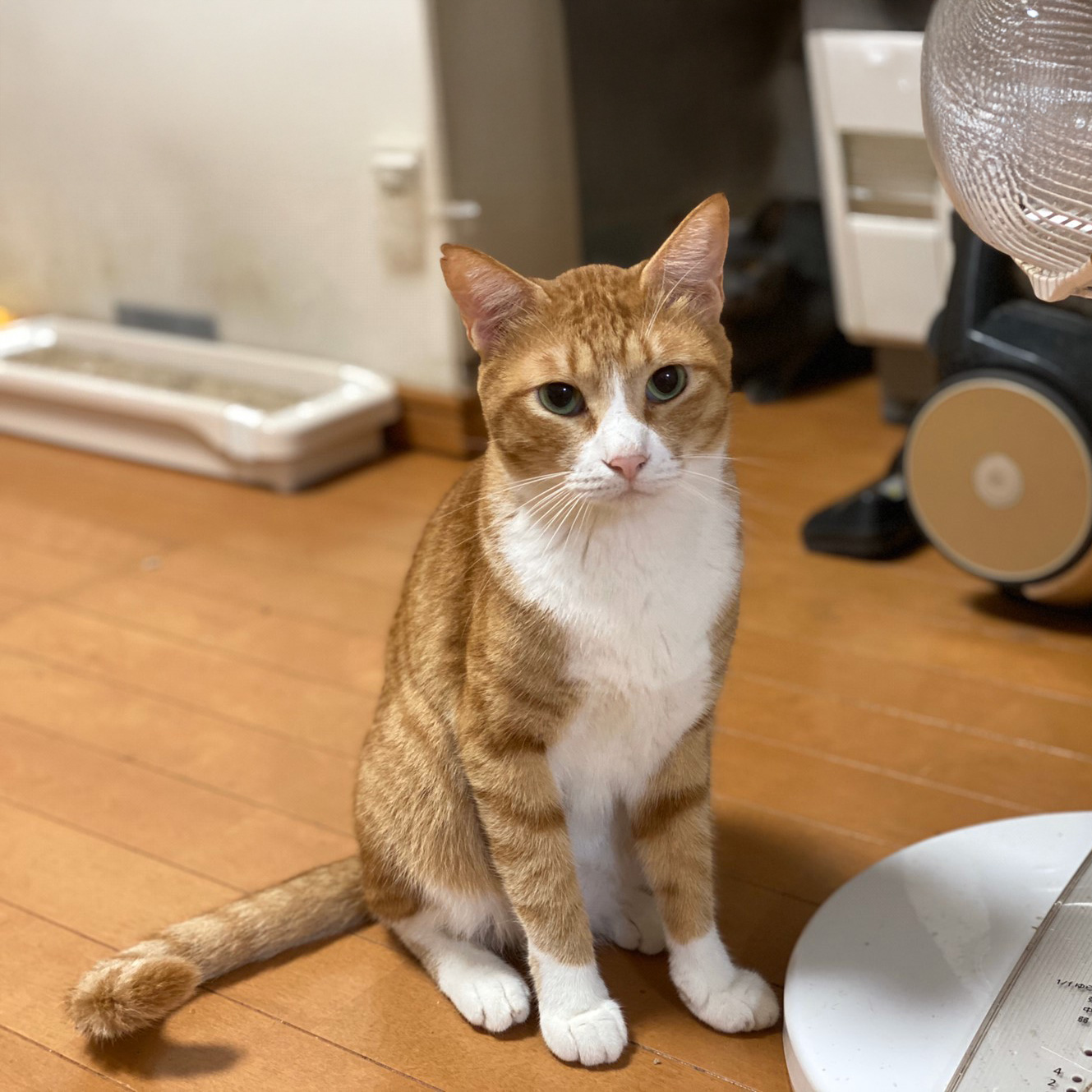 さつまあげ｜ねころび