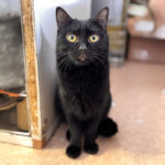 ジジ｜ねころび