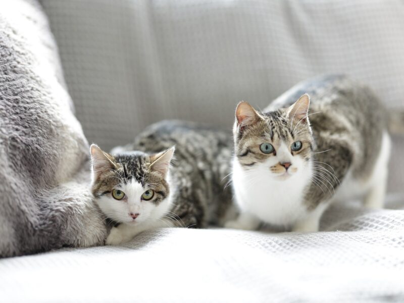 ねころば|ねころび