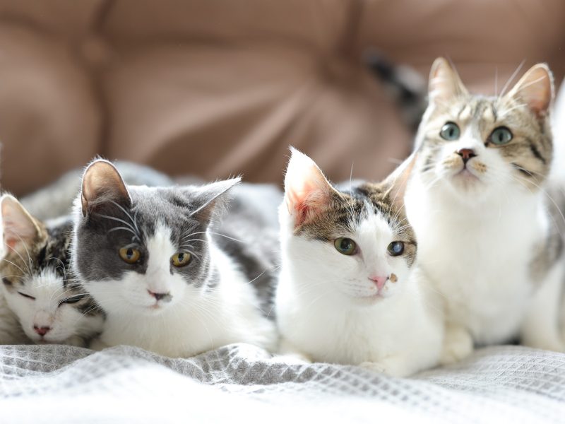 ねころば|ねころび