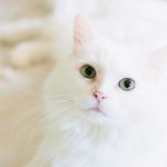 白猫の画像