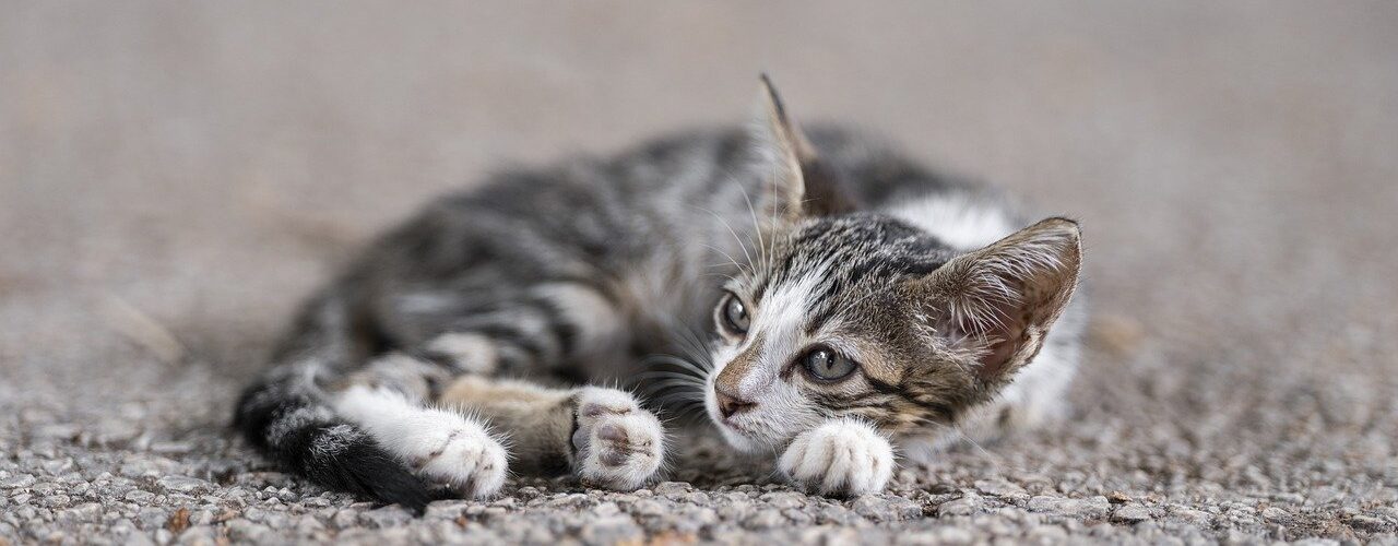 猫画像｜ねころび