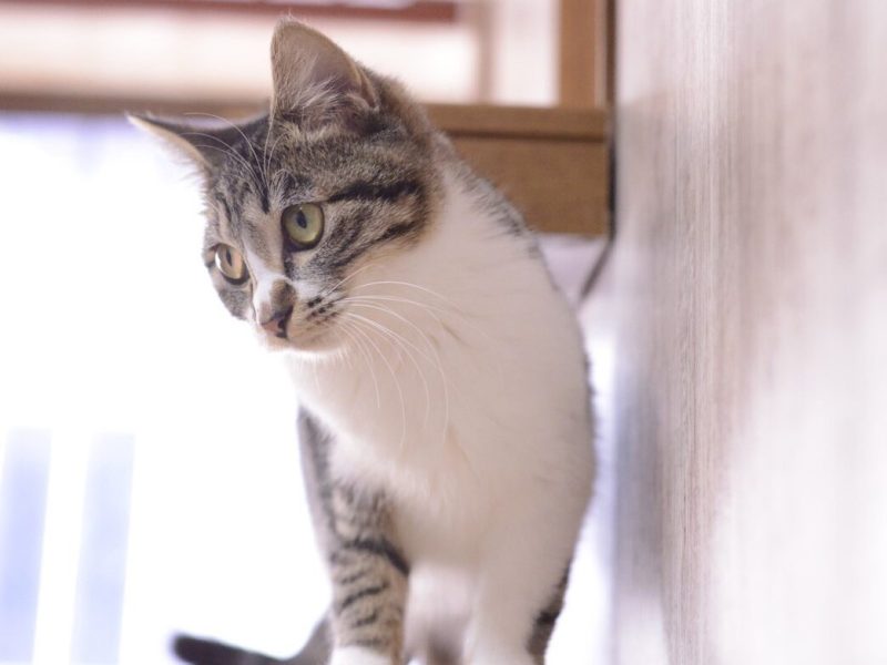 ねころばの猫たち (31)