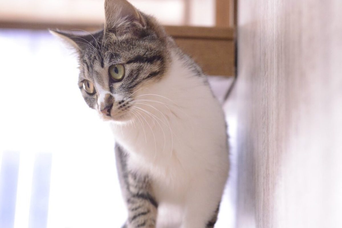 ねころばの猫たち (31) ねころばの猫たち (31)