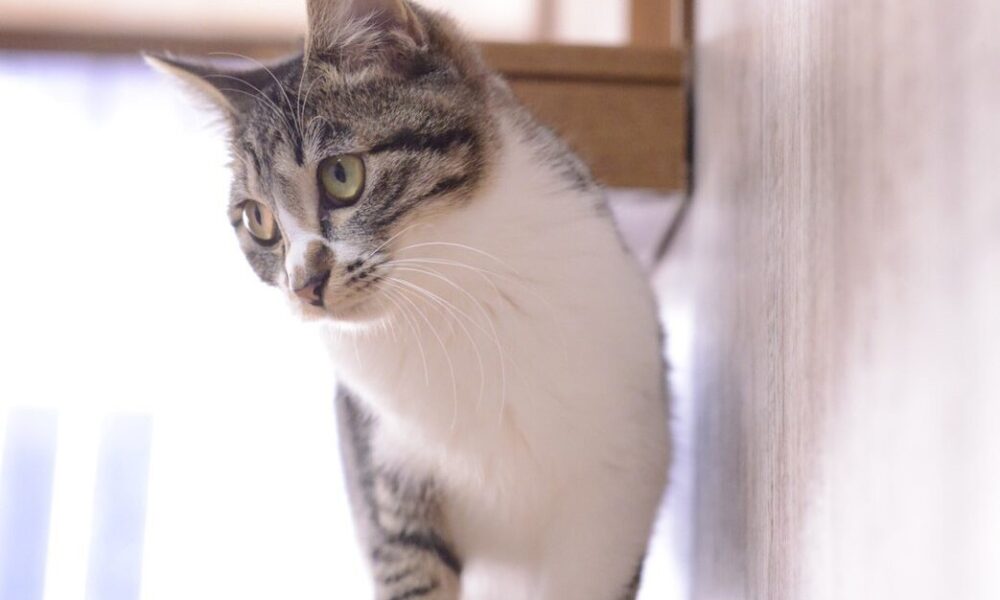 ねころばの猫たち (31) ねころばの猫たち (31)