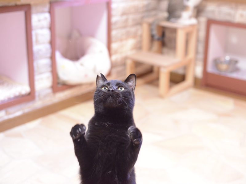 ねころばの猫たち (39)