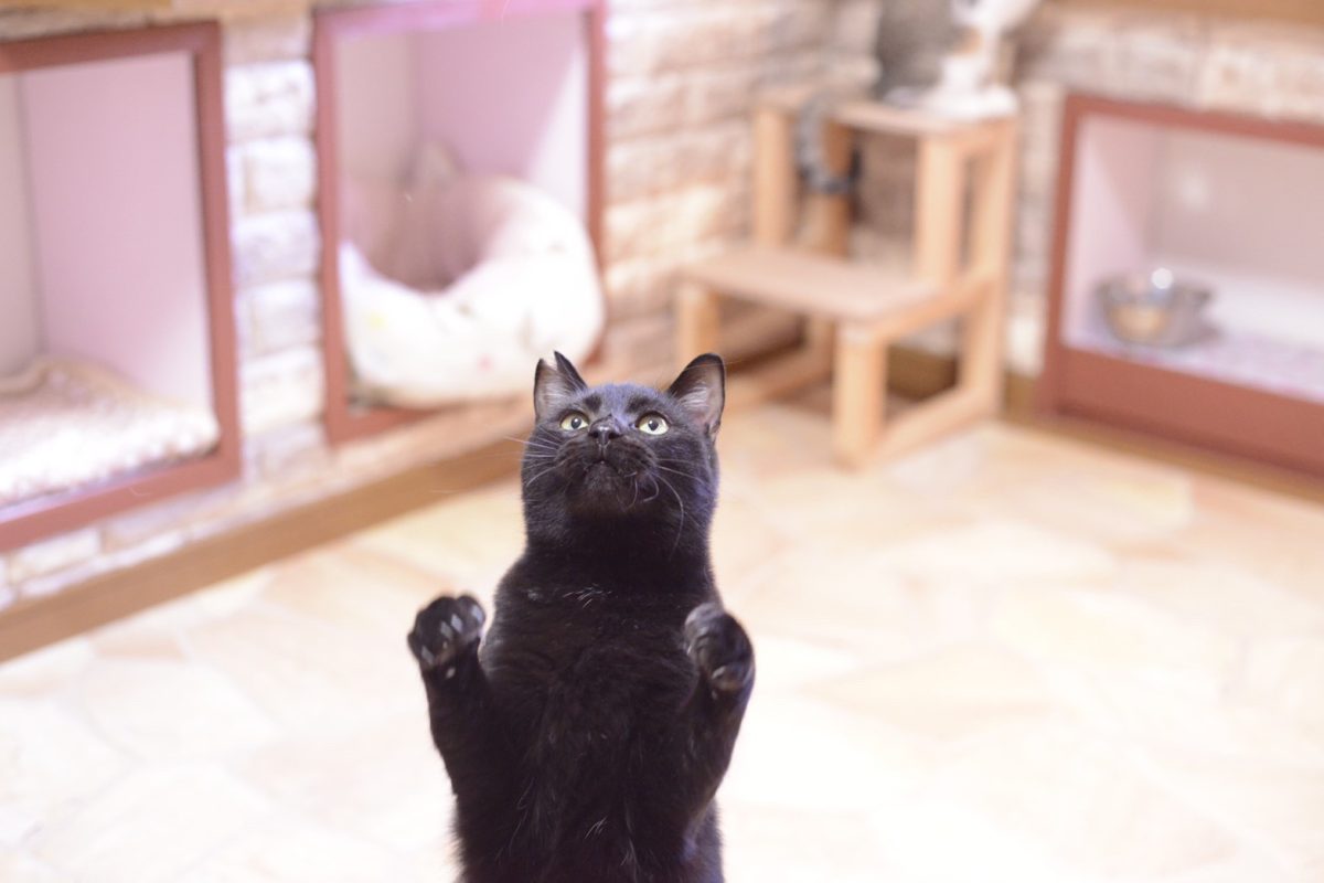 ねころばの猫たち (39) ねころばの猫たち (39)